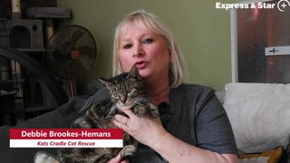 Kats Cradle Cat Rescue are in desperate need of funds after reaching an £8000 vets bill.