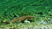 Fish in Crystal Clear Rivers