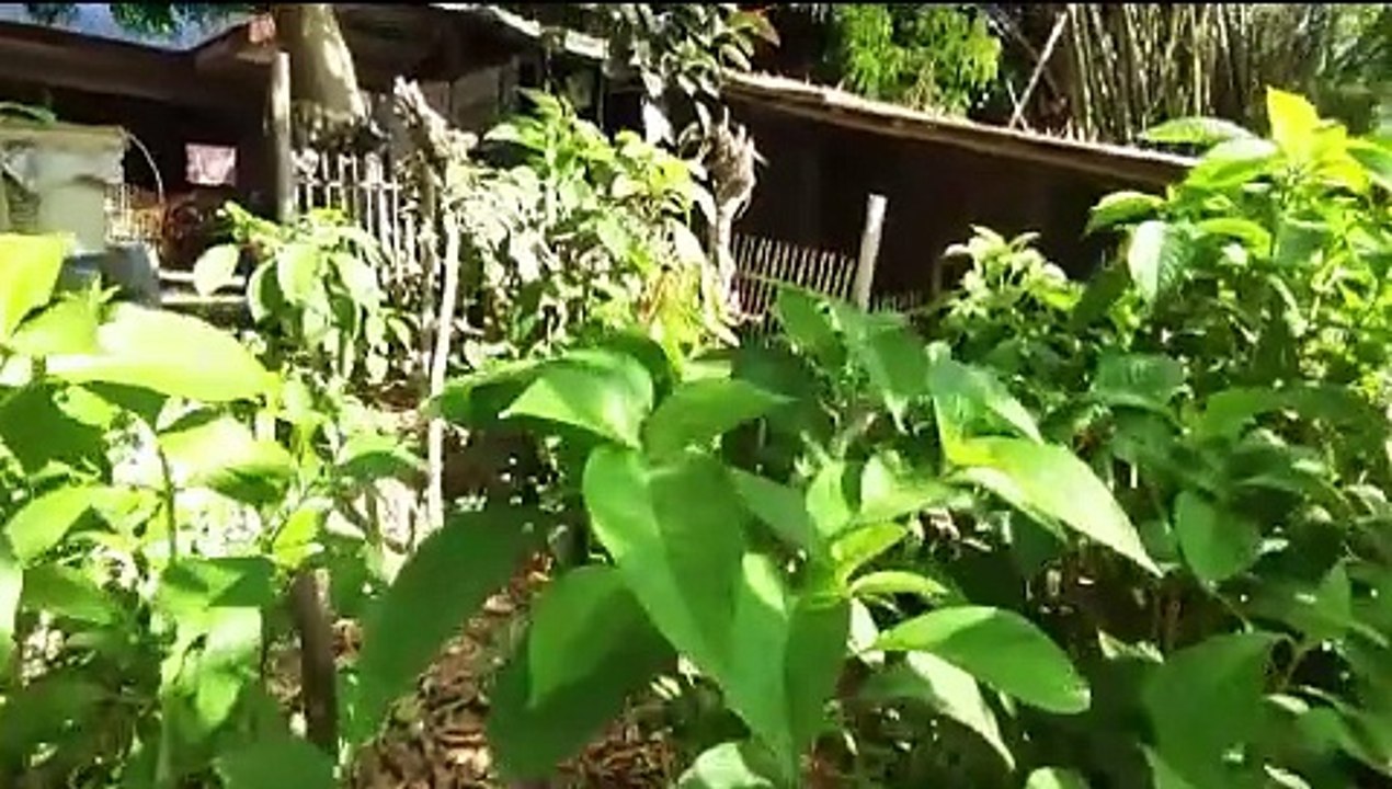 Farm Animals 