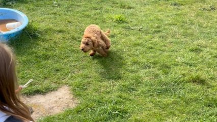 Bouncing with bliss: Dog finds magic in the fluttering flight of bubbles