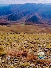 DAĞDA AÇAN ÇİÇEKLER ŞEHİRDE BÜYÜMEZ