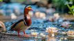 Một Số Loài Chim Đẹp Trên Thế Giới Phong Cảnh Thiên Nhiên Tuyệt Đẹp - Nhạc Piano Nhẹ Nhàng