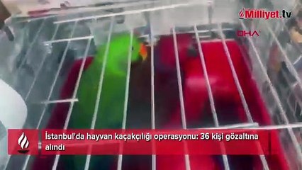 İstanbul'da 565 hayvan ele geçirildi! Komodo ejderi, timsah yavruları ve yılanlar...