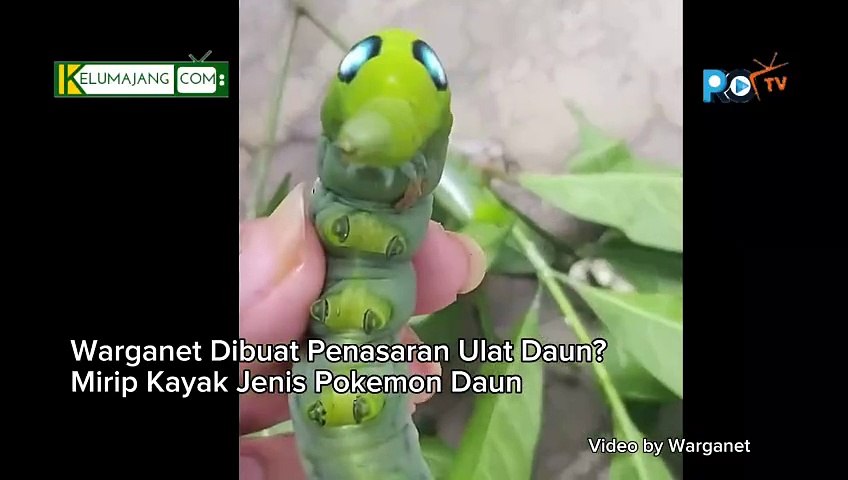 Warganet Dihebohkan Penemuan Ulat Daun Unik Mirip Seperti Pokemon