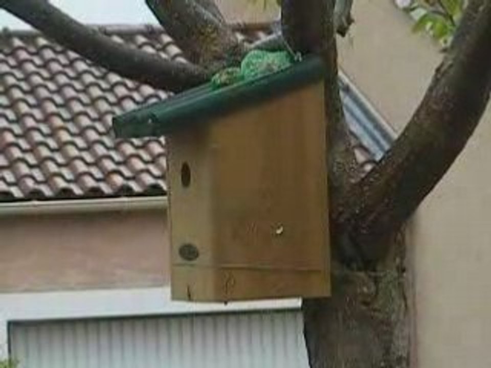 Mésange sort du nichoir