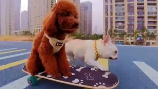 Funny Dog video never seen before