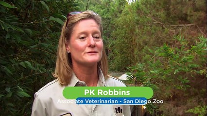 Animal Care Specialists Detail What They Look For in a Newborn Panda Cub