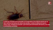 Leche de cucaracha, la alternativa a los productos lácteos