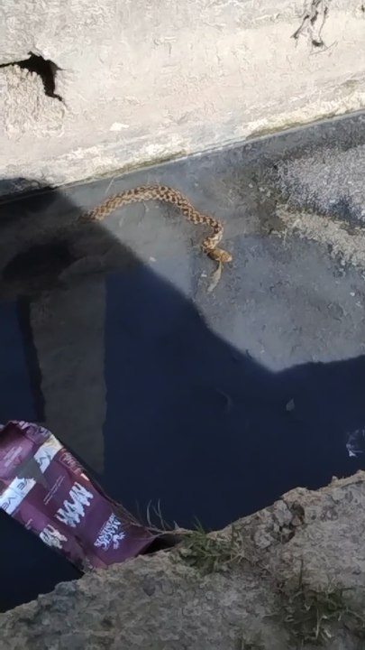 Water Snake Life in Indian Sewage Systems Shot By Iphone 15 Pro Max