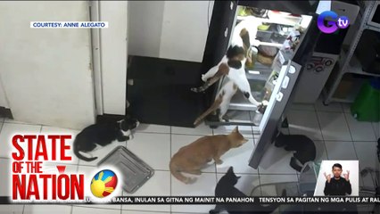 Ulam-Heist ng mga alagang pusa, na-hulicam | SONA