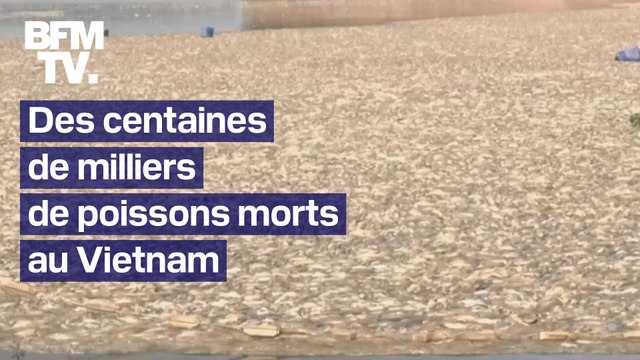 Dans le sud du Vietnam, près de deux cents tonnes de cadavres de poissons flottent dans un réservoir