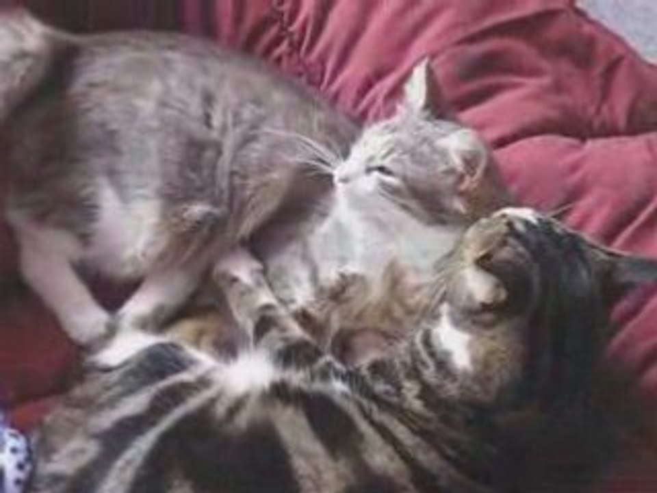 Lola et Calypso - Moments de tendresse (4)