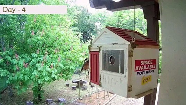 Un couple de mésanges variées emménage dans une maison et fonde une famille