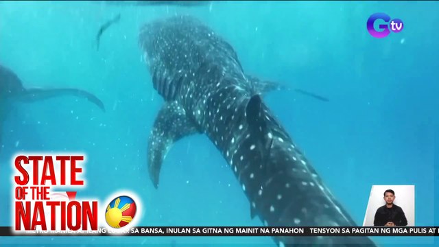 State of the Nation Part 2 & 3: Whale shark watching; Ulam-Heist ng mga alagang pusa; Baby, nalapos ang balat; atbp.