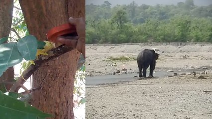 গরমে স্বস্তি পেতে জলে নামল হাতি! জল খাইয়ে বিলুপ্তপ্রায় প্রাণীর প্রাণ বাঁচালেন এক বনকর্মী