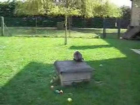 CIMG5553 Chiots YORKS