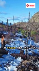 12 Interesting Facts About the Lone Wolf Personality