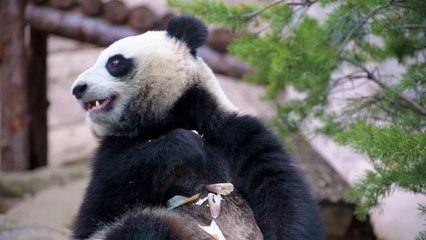 Panda Eating Bamboo