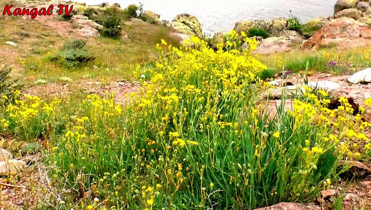Doğadan, doğal manzaralar.