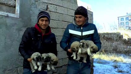 Aslan yeğenler, Aslan yavrularla beraber.