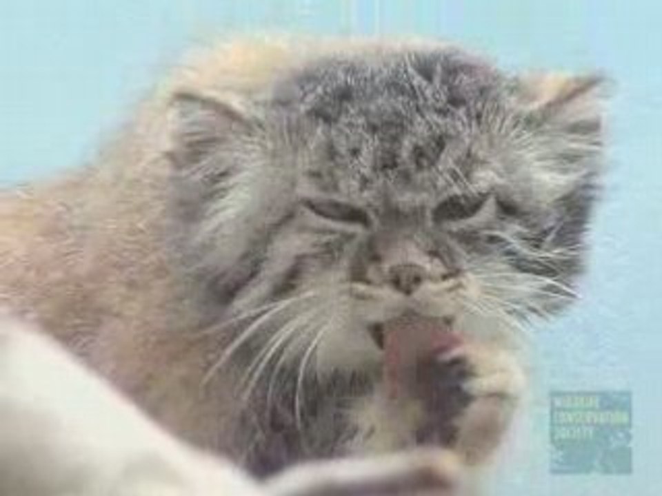 Pallas Cats at the Prospect Park Zoo