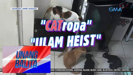 Mga alagang pusa, tila nagsabwatan sa pagkuha ng pagkain sa ref | UB