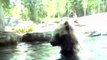 Crianças testemunham cena traumatizante de urso comendo patos em zoológico nos EUA
