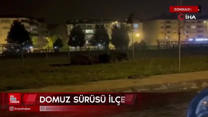 Zonguldak’ta aç kalan domuz sürüsü ilçe merkezine indi