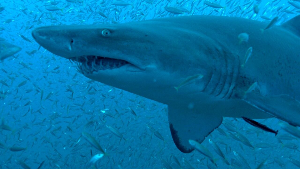 Cinquante nuances de requins