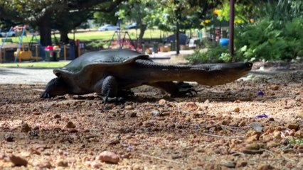 Perth’s hot and dry conditions blamed for the 100  turtle deaths at Bibra Lake wetlands