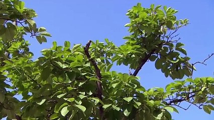 5월 2일 김진의 돌직구쇼 오프닝