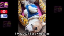 [Eng Sub] 1 May 2024 Boss talks about Songkran/ BossNoeul Updates