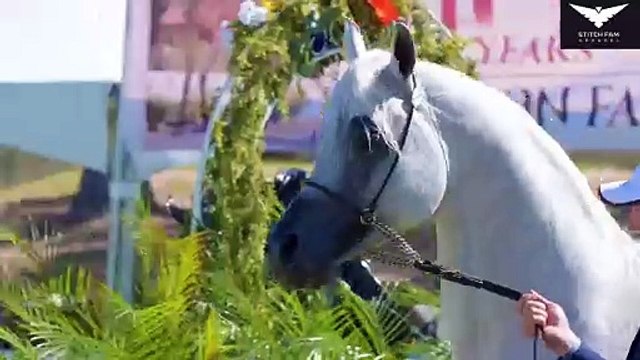 Arabian Stallions Horses Gift For Horse Lovers