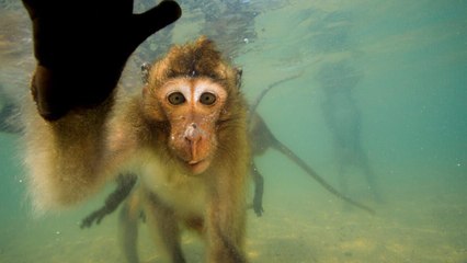 Les singes qui voulaient voir la mer