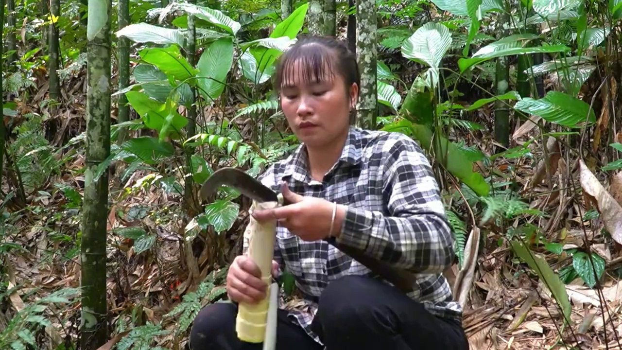 lên rừng hái măng