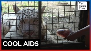 'Bloodsicles,' baths help Philippine zoo animals fight heatwave