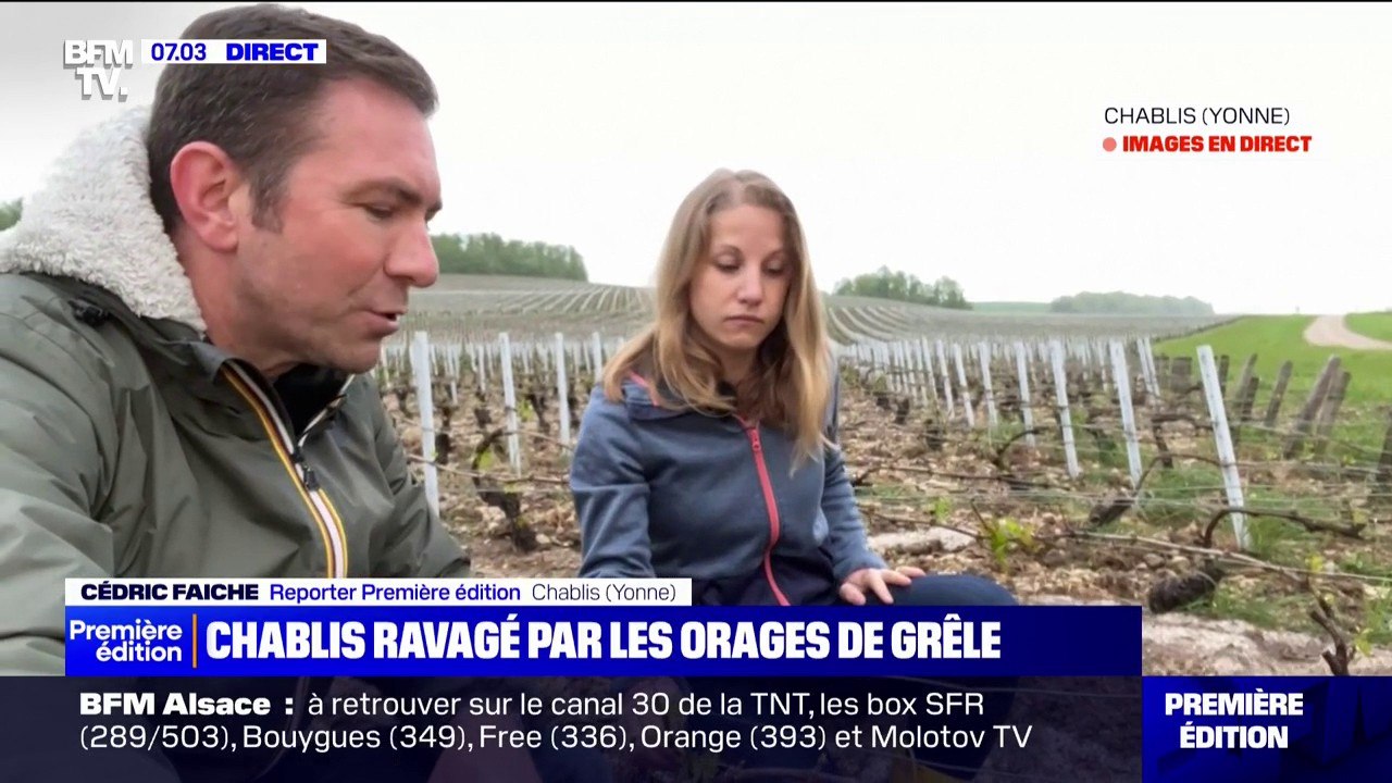 "On a jamais vu ça": cette viticultrice du Chablis, se désole après les violents orages de grêle qui ont frappé son vignoble
