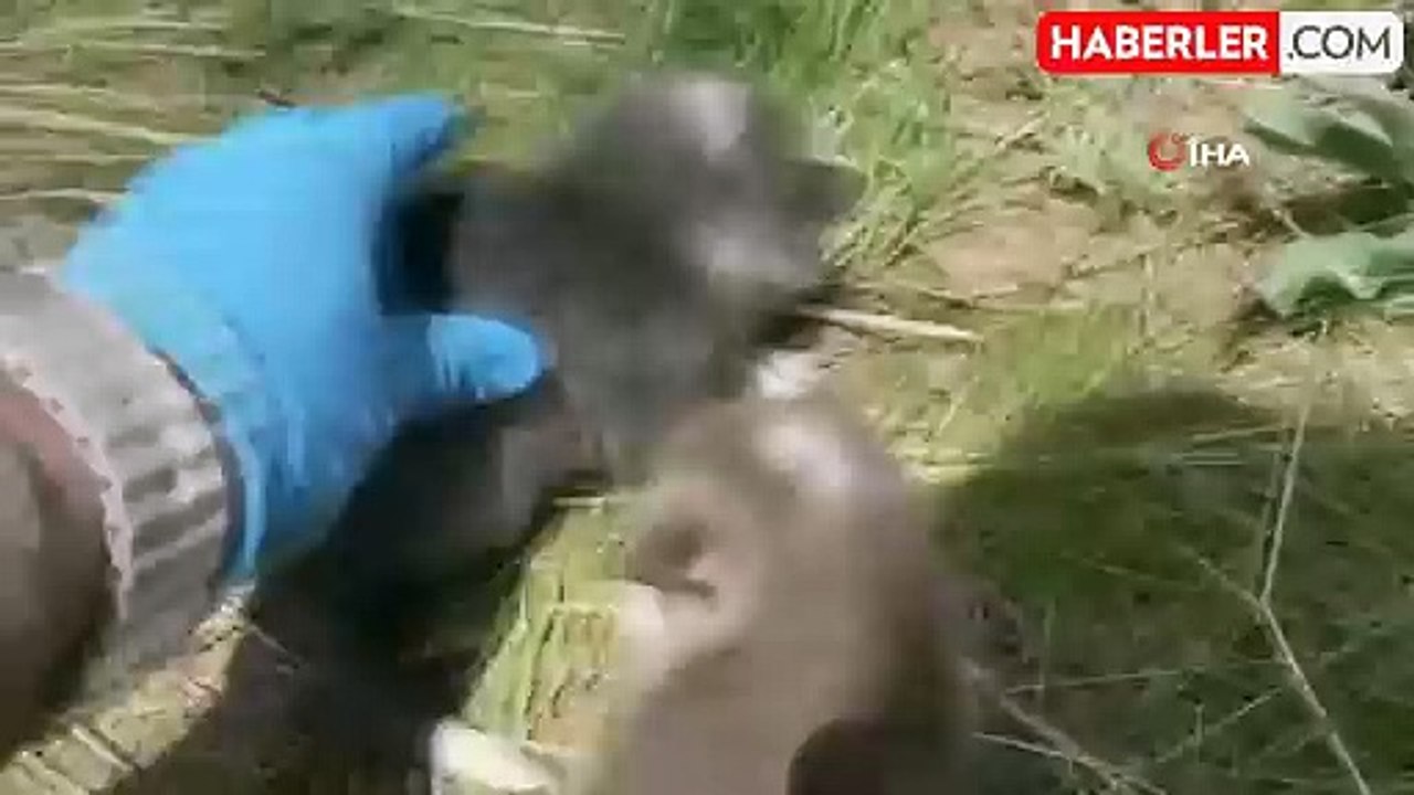 Tilki yavruları koruma altında