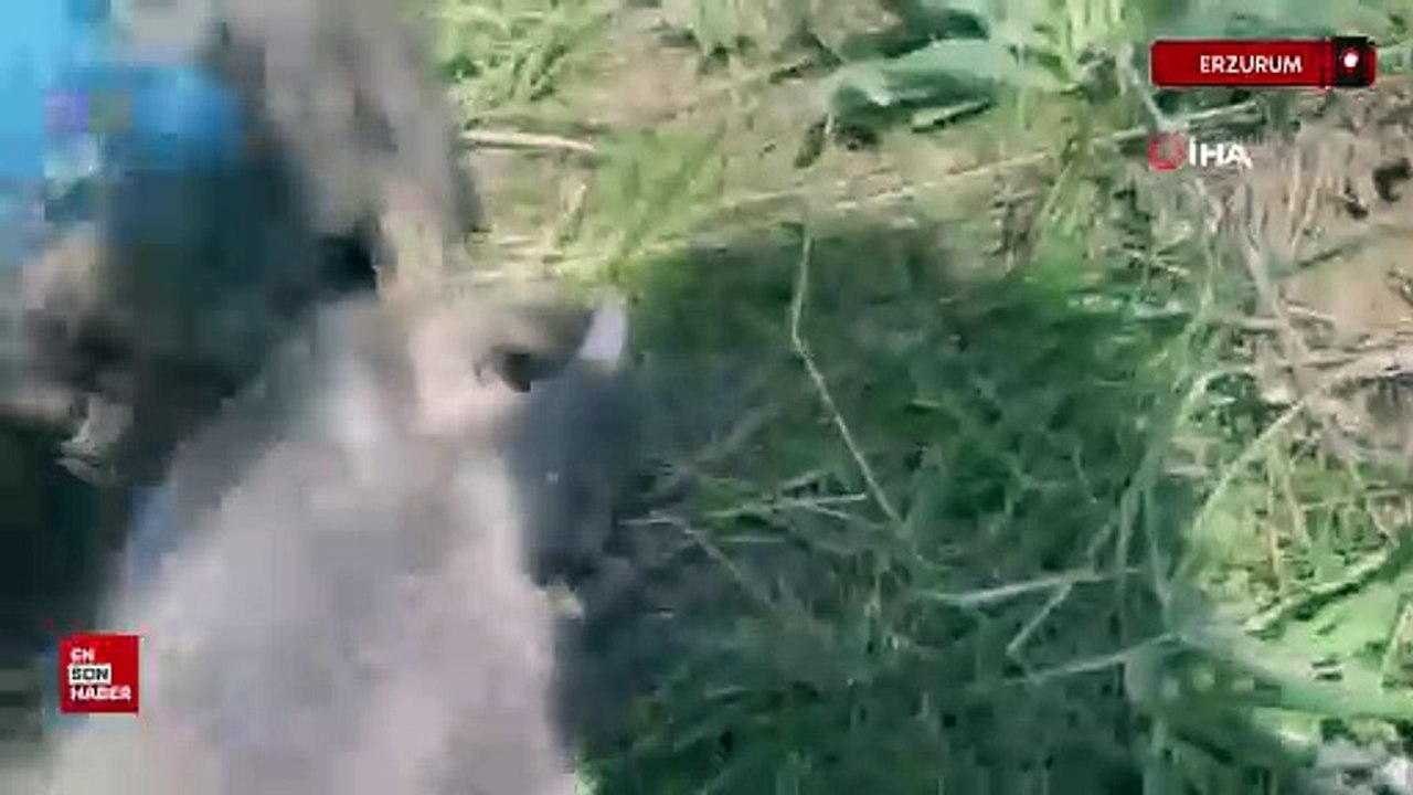 Erzurum’da tilki yavruları koruma altında