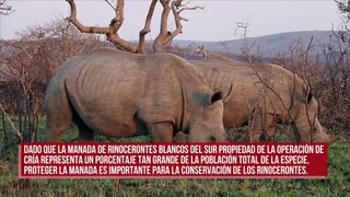 Los rinocerontes blancos del sur volverán a African Parks