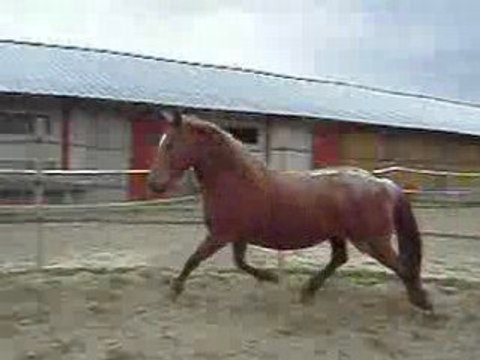 Hermine dans le rond de longe