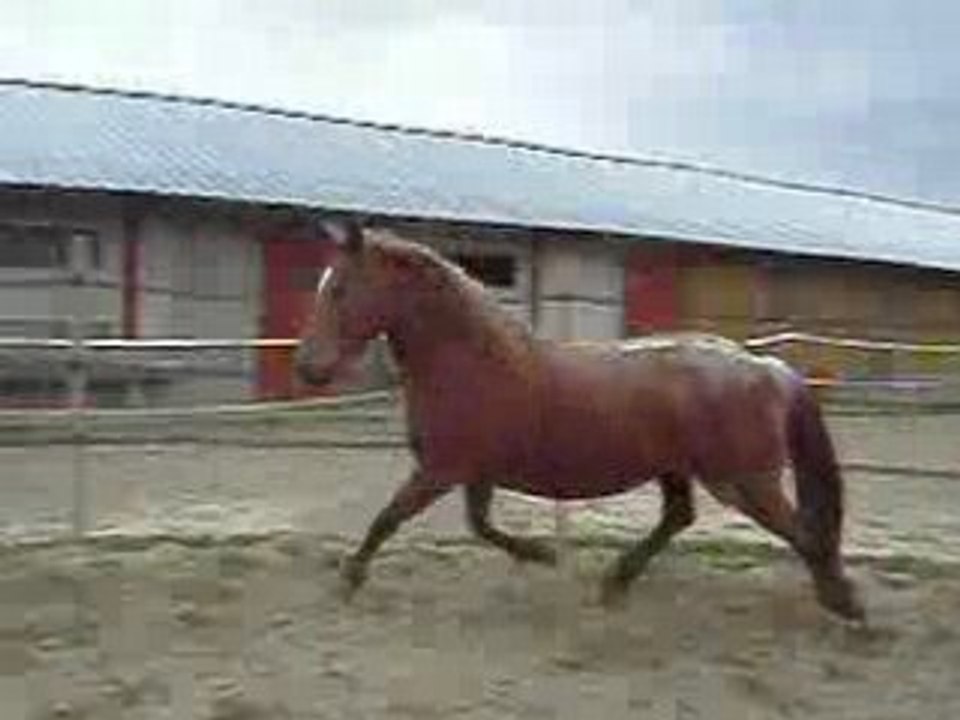 Hermine dans le rond de longe