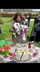 Campobasso, primo matrimonio tra cani