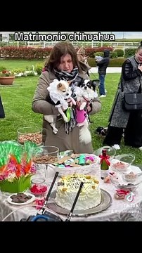 Campobasso, primo matrimonio tra cani