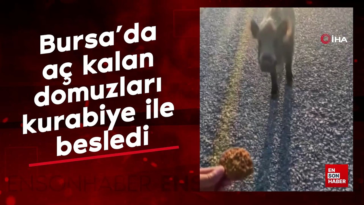 Bursa'da aç kalan domuzları kurabiye ile besledi