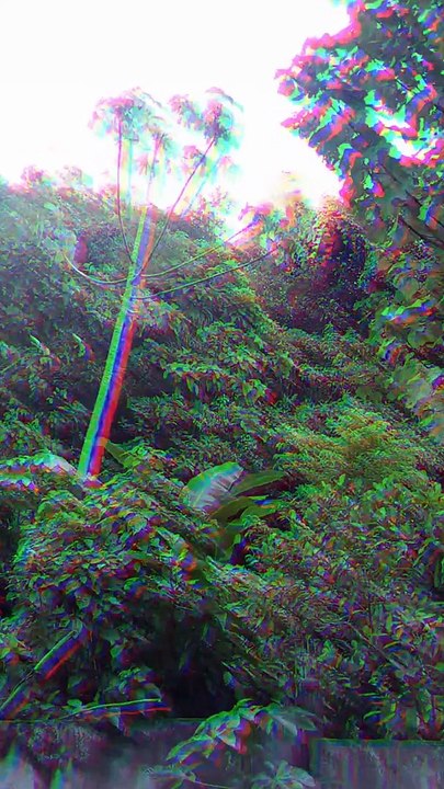 Too many trees