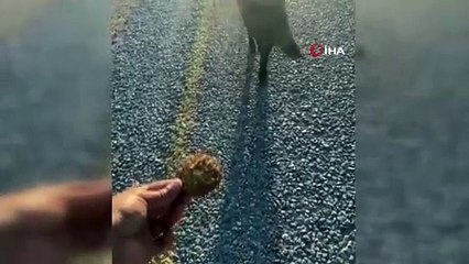 Görüntüler Bursa'dan... Domuzları kurabiye ile besledi