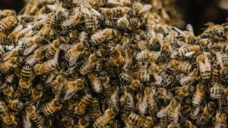 Schock-Fund: 50.000 Bienen hinter Kinderzimmerwand