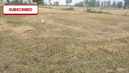 چاپر سے توڑی کیسے بنتی ہے|Village Vlog