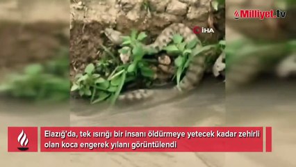 Elazığ'da görüldü! Isırığı bir insanı öldürmeye yetiyor